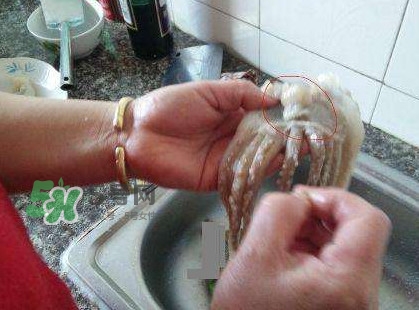 魷魚頭怎么切？魷魚怎么切花刀