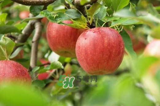 蘋果治便秘嗎？蘋果能治什么病