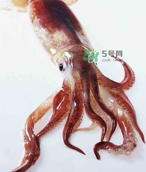 魷魚是墨魚嗎？魷魚和墨魚的區(qū)別