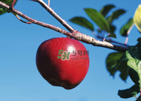 紅富士蘋果是哪里的？最好吃的蘋果排名