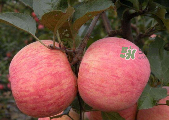 紅富士蘋果是哪里的？最好吃的蘋果排名