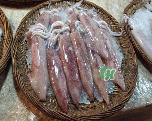 新鮮魷魚(yú)怎么處理？魷魚(yú)怎么清洗？