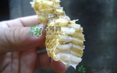 蜂蛹和枸杞能一起泡酒嗎？蜂蛹和枸杞泡酒的功效