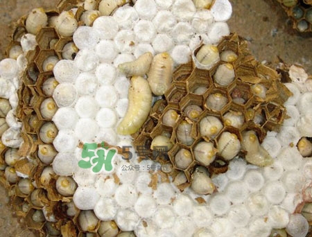 蜂蛹孕婦可以吃嗎？孕婦吃蜂蛹過敏怎么辦？