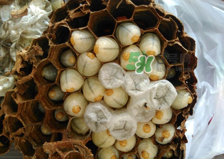 吃蜂蛹過敏了怎么辦？蜂蛹過敏的癥狀