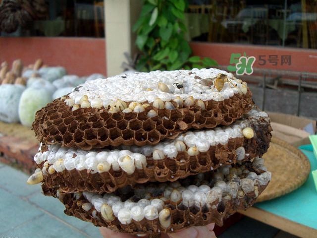 蜂蛹可以生吃嗎？蜂蛹的營養(yǎng)價(jià)值