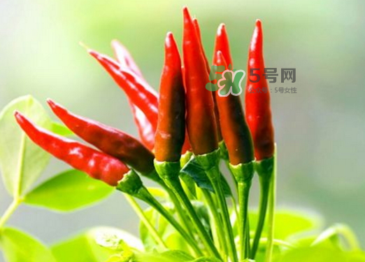 菜市場什么辣椒最辣？辣椒最辣的部分