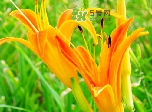 新鮮黃花菜怎么處理？干黃花菜怎么處理