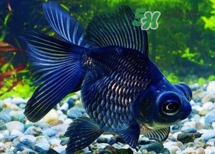 錦鯉有什么寓意？錦鯉代表什么意思