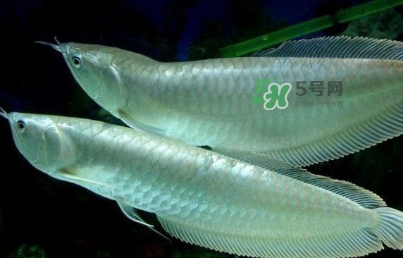 錦鯉有什么寓意？錦鯉代表什么意思