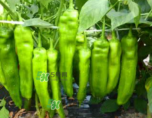 辣椒怎么炒不辣？辣椒怎么腌制好吃？