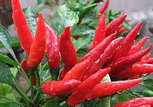 辣椒怎么炒不辣？辣椒怎么腌制好吃？