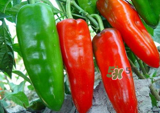 菜市場什么辣椒最辣？辣椒最辣的部分