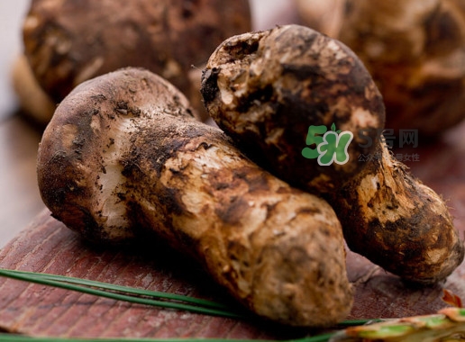 松茸可以人工種植嗎？松茸能人工種植嗎