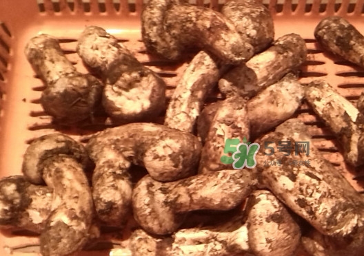 松茸可以泡酒嗎？松茸能泡酒嗎