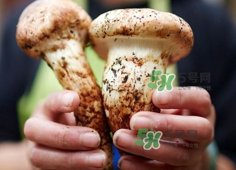 新鮮松茸用水焯嗎？新鮮松茸洗時(shí)用水浸泡嗎