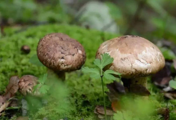 新鮮松茸可以帶上飛機嗎？干松茸可以帶上飛機嗎