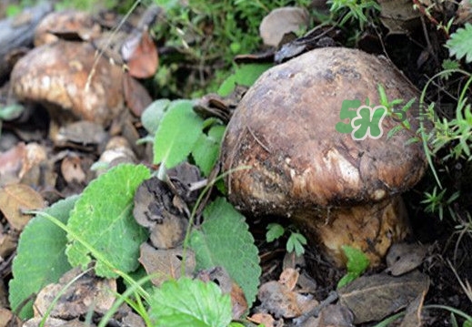 松茸是什么東西？松茸是蘑菇嗎