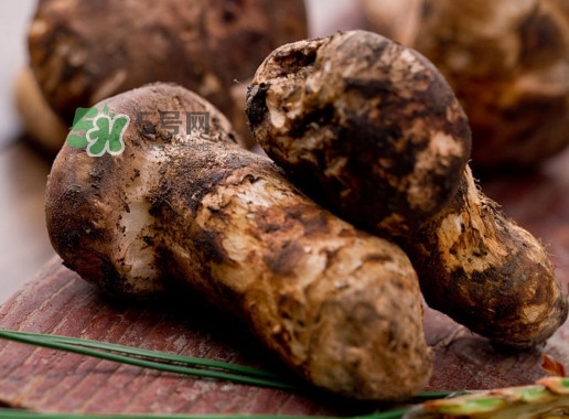 松茸是哪里的特產(chǎn)？松茸是不是越大越好