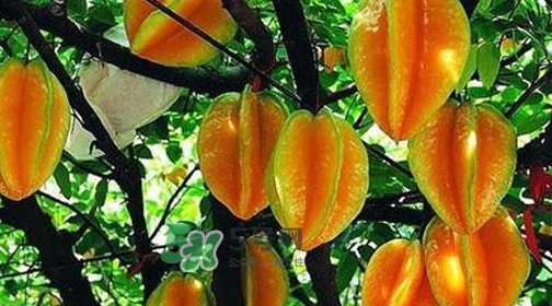 楊桃熱量高嗎？楊桃減肥嗎？