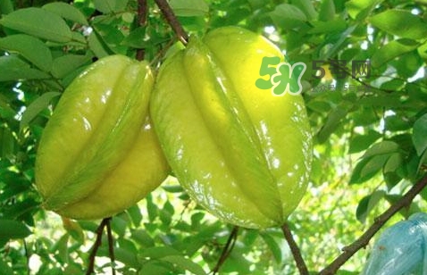 坐月子可以吃楊桃嗎？坐月子可以吃什么水果？