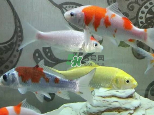 錦鯉有什么寓意？錦鯉代表什么意思