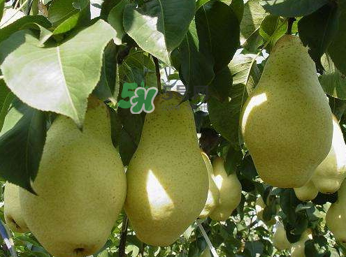 五九香梨怎么吃？五九香梨有什么功效？