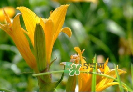 新鮮黃花菜怎么處理？干黃花菜怎么處理