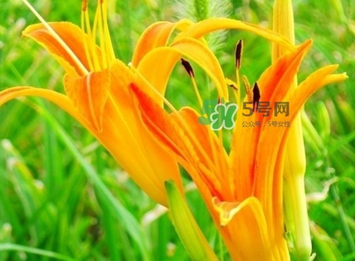 黃花菜是下奶的嗎？黃花菜是發(fā)奶的嗎