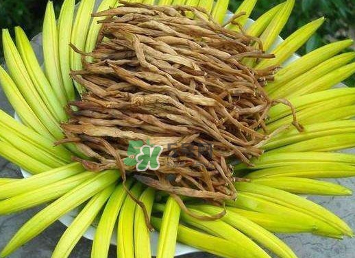 黃花菜是忘憂草嗎？黃花菜是不是金針菜