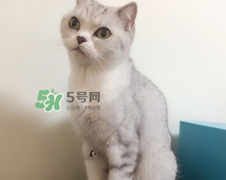 bvlgari寶格麗慈善款項鏈真假怎么辨別_真假對比圖 bvlgari寶格麗慈善款項鏈真假怎么辨別_真假對比圖