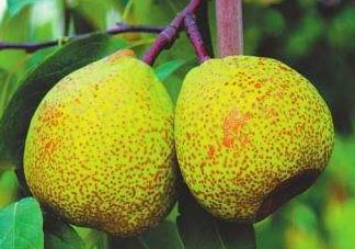 萊陽(yáng)梨什么時(shí)候成熟？萊陽(yáng)梨多少錢一斤？