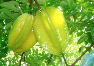 坐月子可以吃楊桃嗎？坐月子可以吃什么水果？