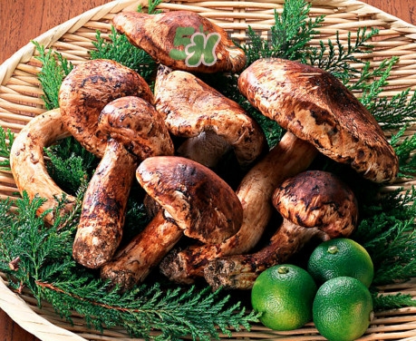 新鮮松茸怎么清洗？新鮮松茸怎么處理