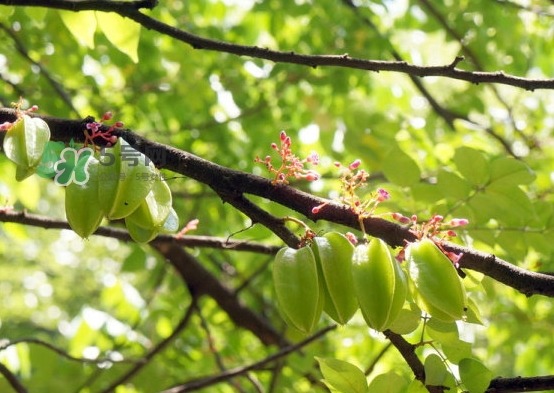 坐月子可以吃楊桃嗎？坐月子可以吃什么水果？