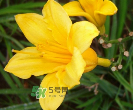 黃花菜是下奶的嗎？黃花菜是發(fā)奶的嗎