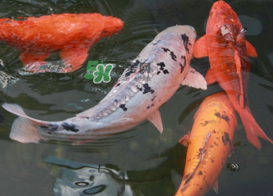 錦鯉多少錢一條？錦鯉怎么養(yǎng)不容易死