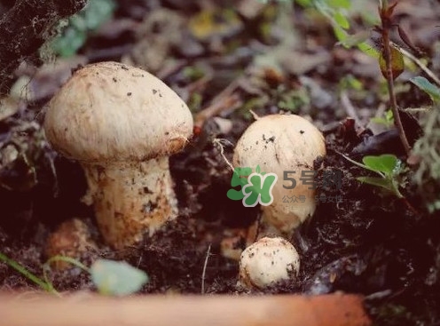 松茸是什么東西？松茸是蘑菇嗎