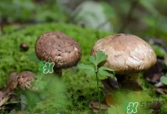 新鮮松茸用水焯嗎？新鮮松茸洗時(shí)用水浸泡嗎