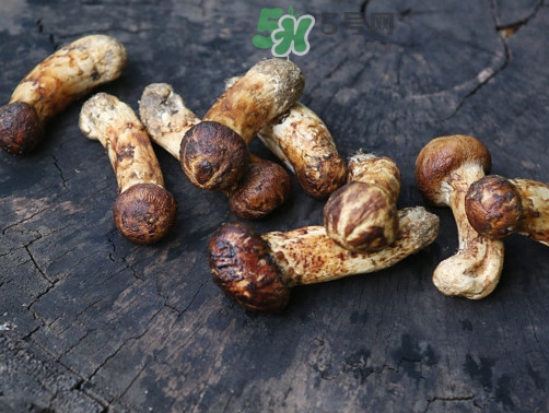 松茸可以泡酒嗎？松茸能泡酒嗎