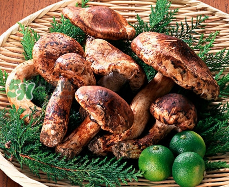 松茸是哪里的特產(chǎn)？松茸是不是越大越好