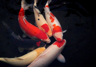 錦鯉多少錢一條？錦鯉怎么養(yǎng)不容易死