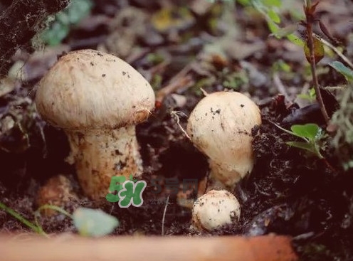 新鮮松茸可以放多久？新鮮松茸能不能冷凍