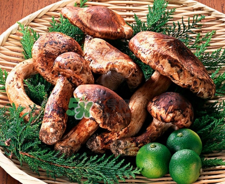 松茸是什么東西？松茸是蘑菇嗎