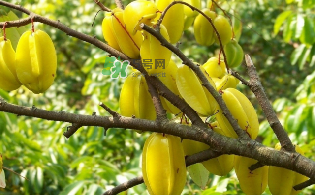 楊桃是什么季節(jié)的水果？楊桃怎么吃營(yíng)養(yǎng)價(jià)值最高？