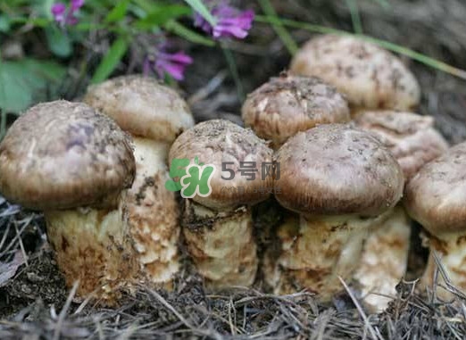 產(chǎn)婦能吃松茸嗎？哺乳期可以吃松茸嗎