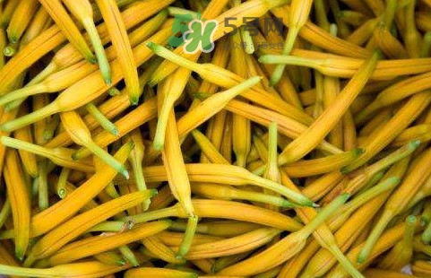 黃花菜是忘憂草嗎？黃花菜是不是金針菜