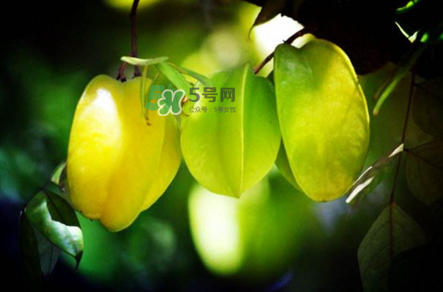 楊桃是什么季節(jié)的水果？楊桃怎么吃營(yíng)養(yǎng)價(jià)值最高？