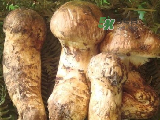 松茸新鮮好還是干貨好？松露和松茸的區(qū)別