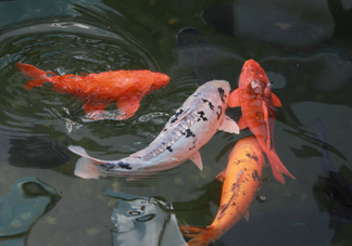 錦鯉養(yǎng)幾條好？錦鯉養(yǎng)幾條最招財(cái)